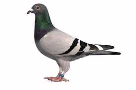 homing pigeon